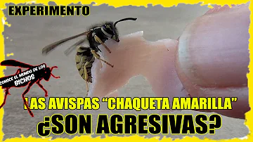 ¿Las avispas son agresivas con los humanos?