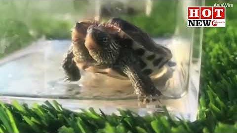 Video gây sốc về rùa 2 đầu đột biến gen cực hiếm | HOTNEW