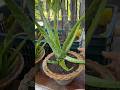 Aloe vera grow tips by using rice #aloevera #gardening #shorts #garden #plants