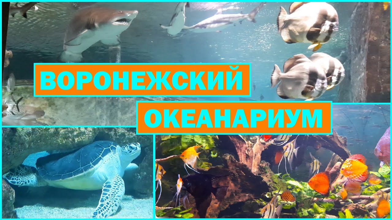 Воронежский ОКЕАНАРИУМ в Сити-Парк 