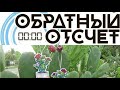 3:2:1/ОБРАТНЫЙ ОТСЧЕТ/ПЛАСТИКОВАЯ КАНВА/ФИНИШ/ВЫШИВКА КРЕСТИКОМ/ПАНАМА