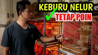 Solusi Sepele..!! Betina Kenari Yang Sering Kebrojolan Bertelur