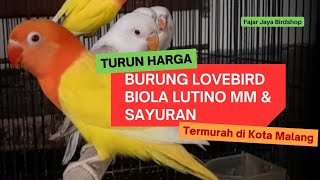 Turun Harga ! Burung Lovebird Biola Lutino Mm & Sayuran Termurah di Kota Malang 