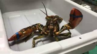 Visiting a lobster pound in Nova Scotia Canada