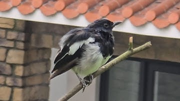 Oriental Magpie Robin
