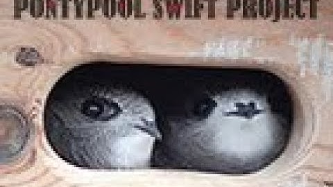 Pontypool swift project