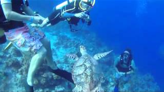Requin et Tortue - Shark & Turtle - Turks & Caicos (2012)