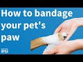 Pet First Aid: How to bandage your pet's paw in case of emergency