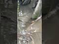 Đột kích vườn mỳ,đoán xem có lên được em nào to không ?🎣🐠#CauCa #CaRo #HaiHua #Fishing #Shorts