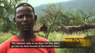 African honey bees change lives and save elephants 2min
