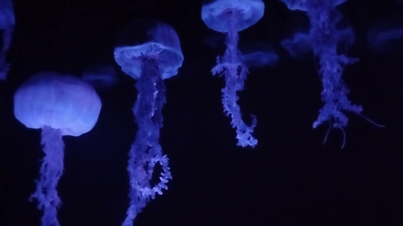 Epcot Finding Nemo Ride