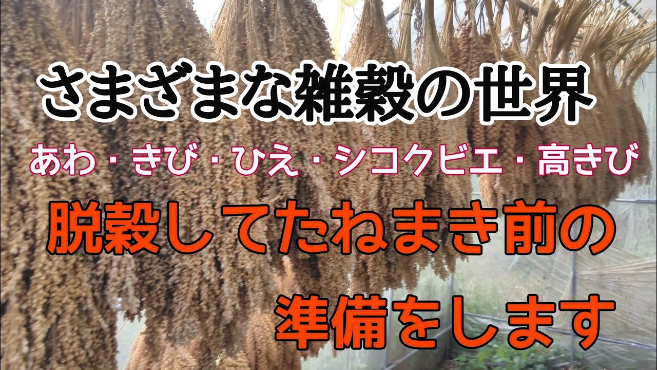 【雑穀生活】たねまき用の雑穀の穂を脱穀する/粟、黍、稗、シコクビエ、高きび