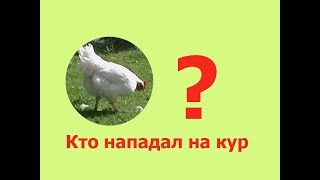 Содержание кур несушек -кто может искусать или загрызть курицу