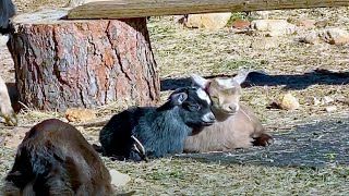 Baby Goats lounging in the sun and looking cute! 🐐