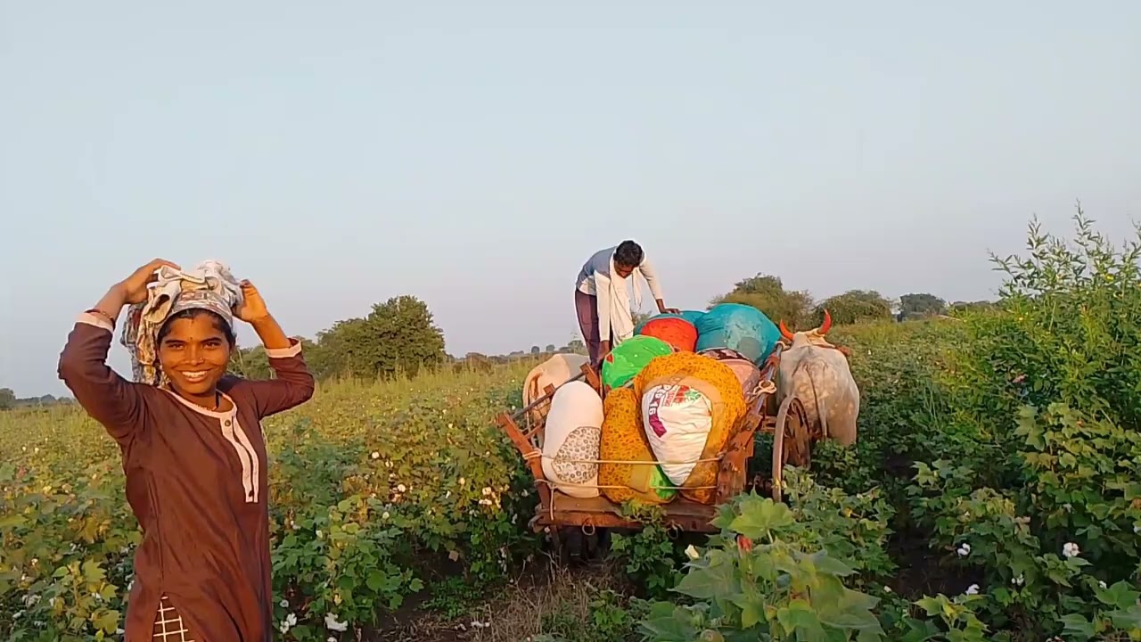 एकटीच किलो न वेचायला लागली कापूस