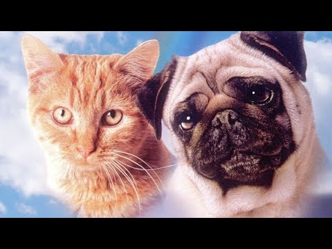 Die besten Tierfilme Miez und Mops - Zwei tierische Freunde