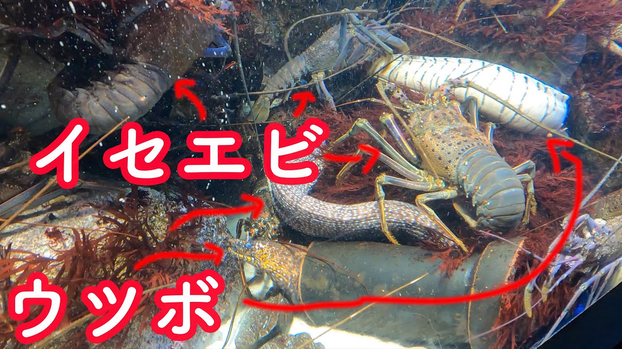 鳥羽水族館のウツボとイセエビの水槽がカオスすぎる Moray Eel And Spiny Lobster Youtube