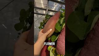 Why is This Flower Filled with Flies?