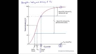 Hemoglobin loading and delivery of O2