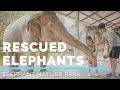 Taking care of rescued Elephants at Elephant Nature Park | Kryz Uy & Slater Young