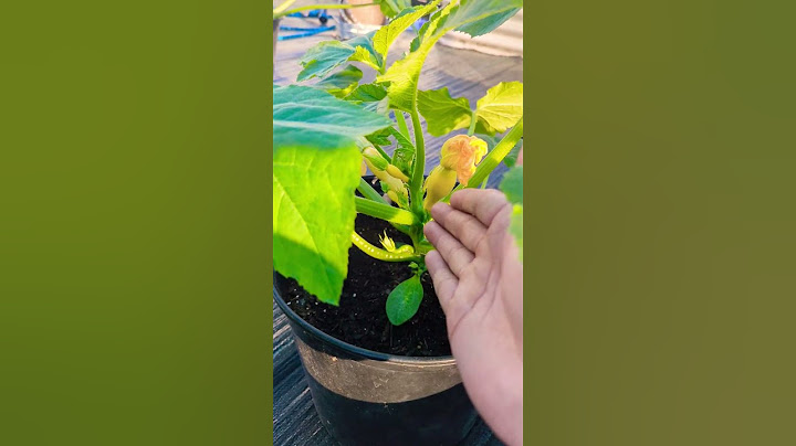 Get Faster Squash Production By doing this ! It works 💯 #squash #gardening #greentgarden