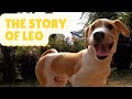 The story of leo  our adoption story