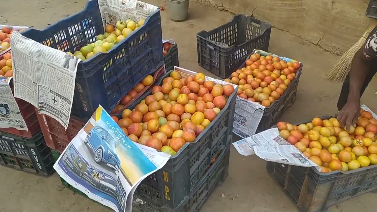 Why are Tomatoes So Expensive in Odisha?