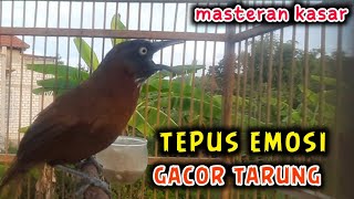 TEPUS KEPALA ABU EMOSI TARUNG..MASTERAN SUARA KASAR TEPUS KEPALA ABU