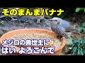 植木鉢でバードフィーダー（野鳥の餌台）バナナ編3～メジロ/ヒヨドリ/スズメ/ジョウビタキ