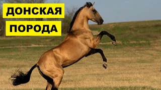 Донские лошади особенности породы | Коневодство | Донская порода лошадей