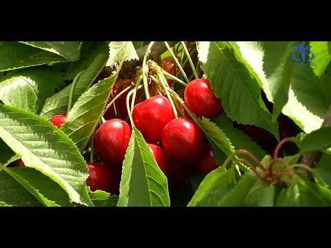 فيديو: Cherry Ovstuzhenka: وصف وصورة متنوعة