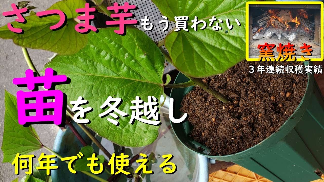 【３年連続収穫実績あり】もうさつま芋の苗は買わないでください！簡単にツルを冬越しさせる方法
