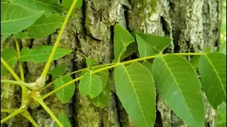ID That Tree: Alternate Leaf Arrangement - Black Walnut/ Eastern Cottonwood
