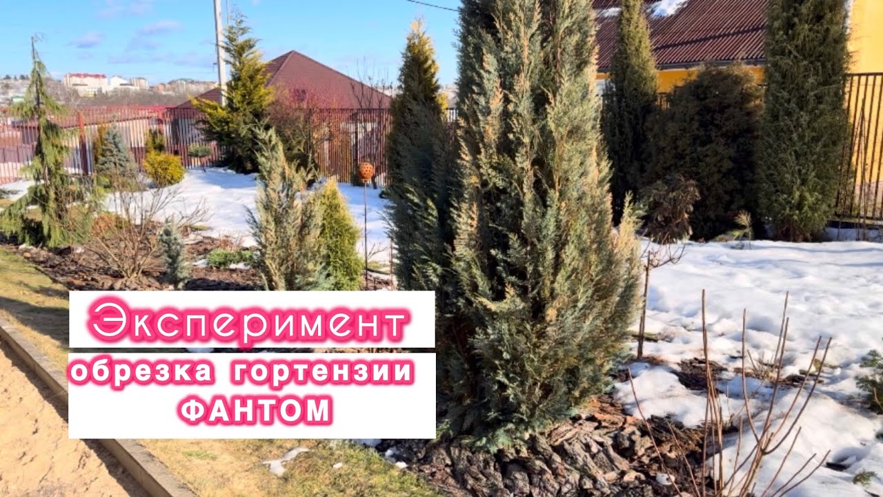 Вы со мной? Я использую новый способ обрезки гортензий! Фантом и эксперимент 🧪 