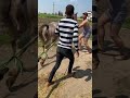 حصان كاسر اربع سنات بيشد من اقوا نيه فى الجر اتفرج على الحصان وهوا بيطلع العربيه من البحر شد خيل