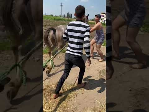 حصان كاسر اربع سنات بيشد من اقوا نيه فى الجر اتفرج على الحصان وهوا بيطلع العربيه من البحر شد خيل