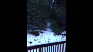Backyard snowboarding pollock pines