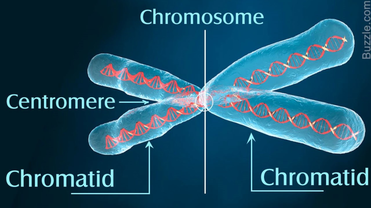 Хромосомы лучше видны. Хромосома. Центромеры хромосом. Хромосома и хроматида. Хромосомы картинки.