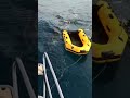 orcas atacam bote
