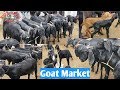Goat Market/बकरी मार्केट/शेळी बाजार.