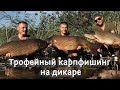 Трофейный карпфишинг на дикаре