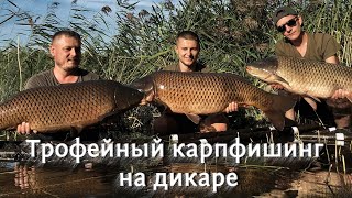 Трофейный карпфишинг на дикаре