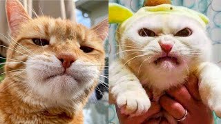 Funniest Cats and Dogs 2024 🐶 You Laugh You Lose 😍 Part 144
