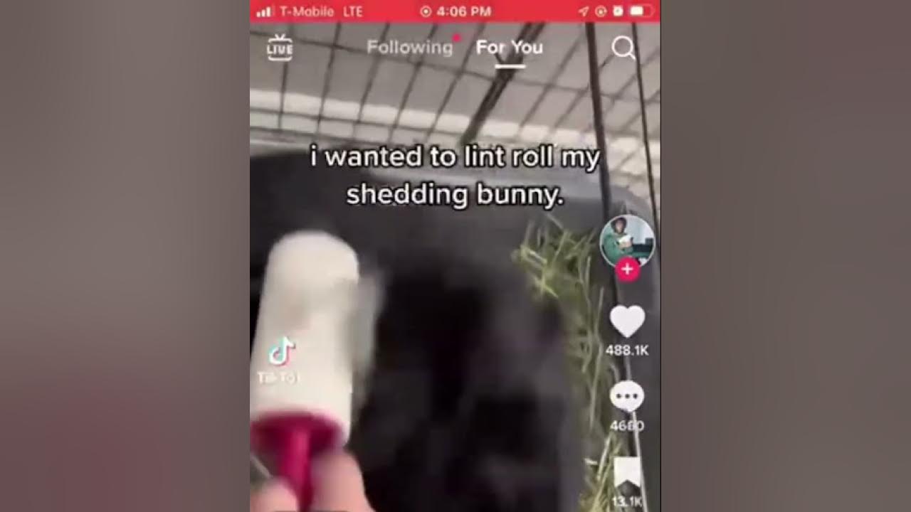i wanted to lint roll my shedding bunny 