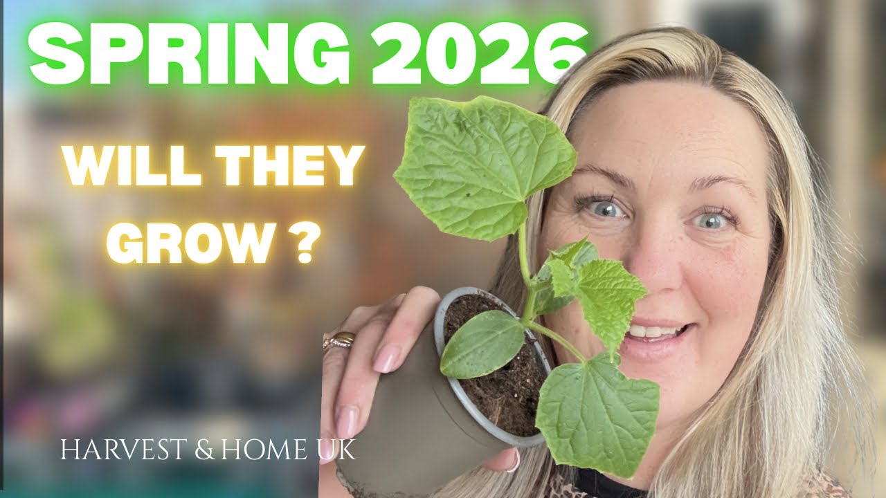 Direct Sowing | Grow your own food + Chicken and Seedling UPDATE 