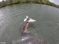 Crocodile steals shark off fishermans line  dogtooth media