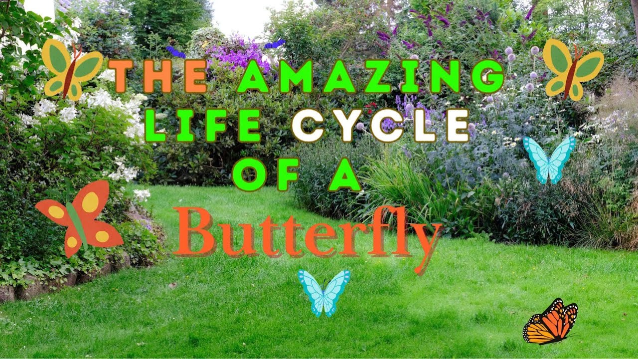 The Amazing Life Cycle of a Butterfly #scienceforkids #educationalvideo ...