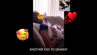 Unbelievable what the CAT Coco does for love! by PETS MASCOTAS CATS & DOGS 41 views 5 months ago 37 seconds