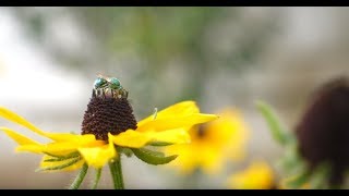 Bee Decline