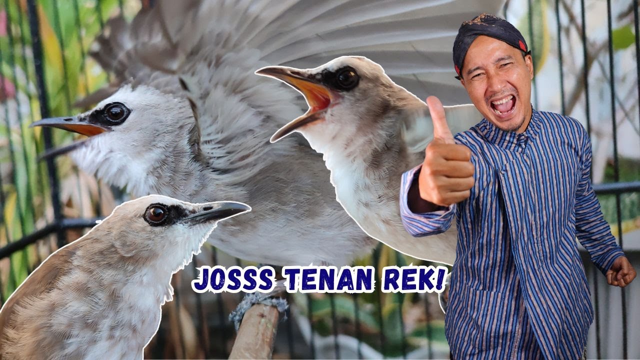 KUNCI RAWATAN TRUCUKAN KELAS RUMAHAN BISA BIKIN DAR DER DOR SEPANJANG HARI 🤩